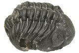 Wide, Curled Morocops Trilobite - Morocco #224223-1